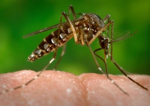 Palmeira dos Índios: Aedes Aegypti ataca novamente fazendo mais uma vítima