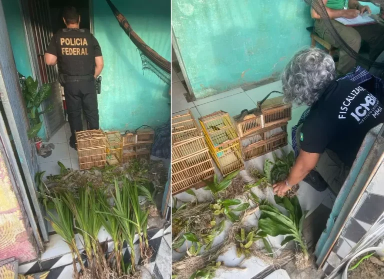 PF deflagra operação de combate comércio ilegal de flora nativa em Alagoas