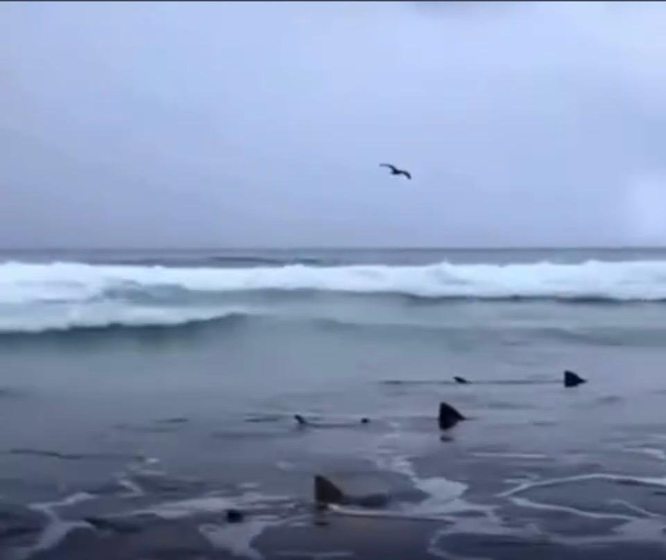 Presença de tubarões em águas rasas assusta turistas em Fernando de Noronha
