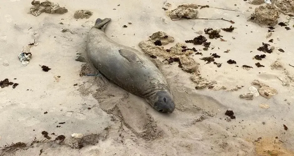 Mistério e violência marcam litoral de Alagoas após morte brutal de animais marinhos